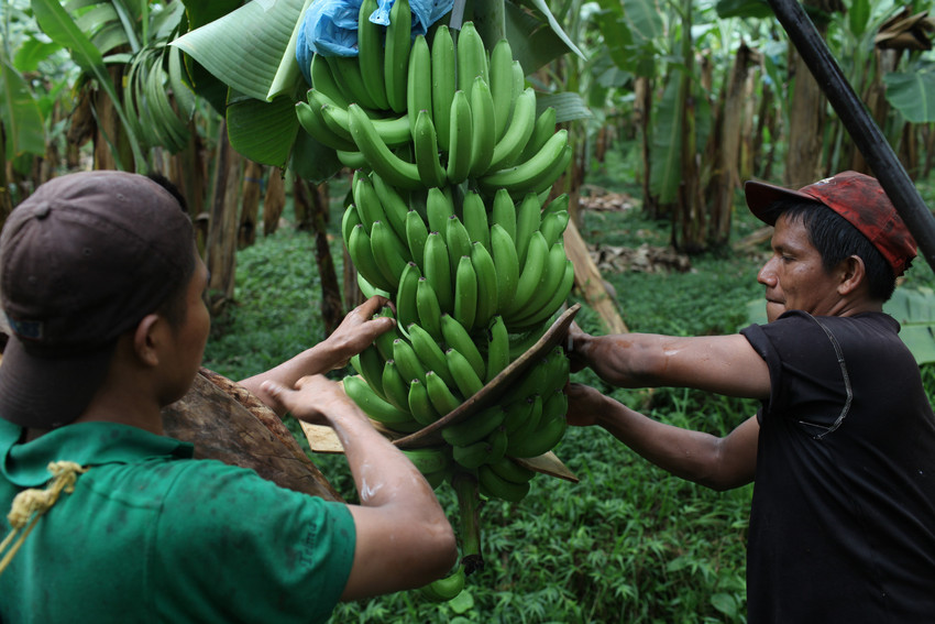 12956scr-banans-work