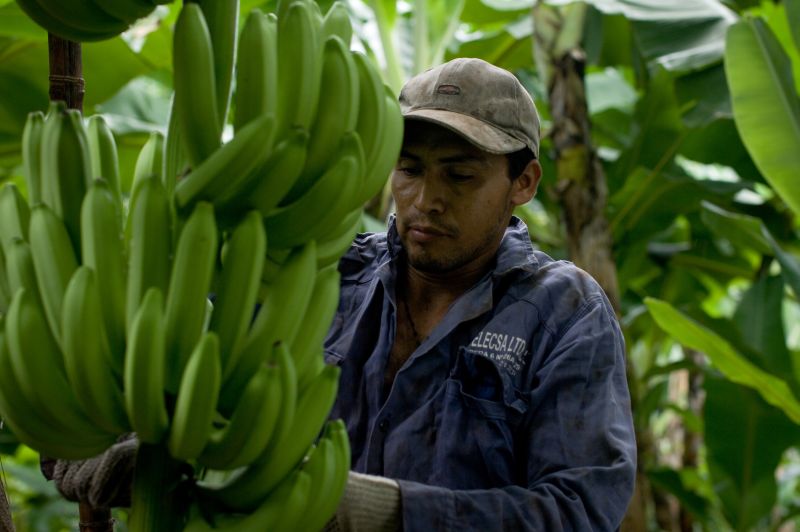 9665-banana-work2