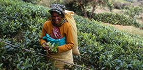 thiashola-tea-grower