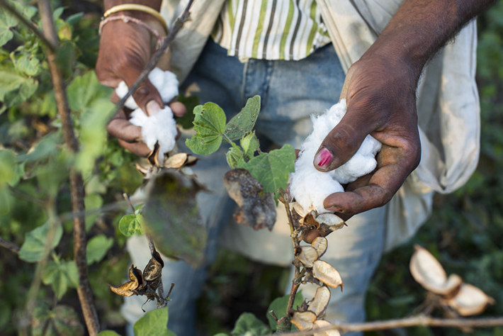 Uprawa bawełny - spółdzielnia Pratibha Cotton Farm