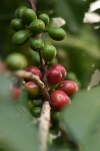 22160scr-coffee-on-tree