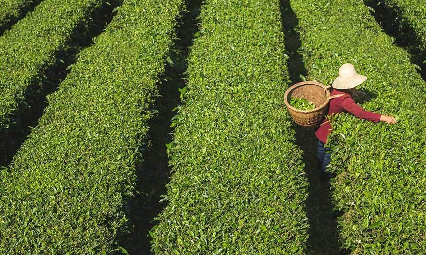 Rolniczka zrywająca herbatę. Spółdzielnia producentów herbaty Xuan En Yisheng, Chiny. Fot. © Philipp Benedikt