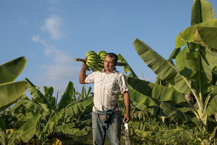 Peru Banana producers 2021_APBOSMAM - FARMERS Docuseries-scr