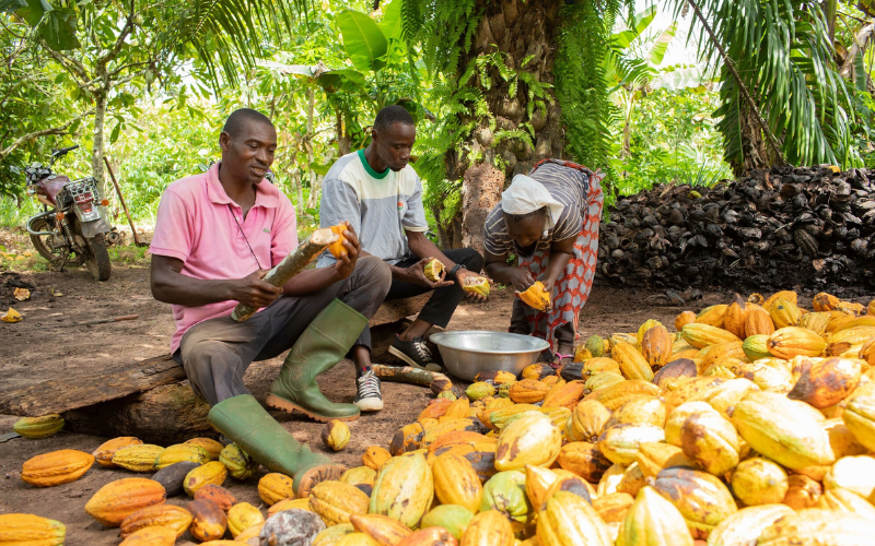 rolnicy kakao Fairtrade