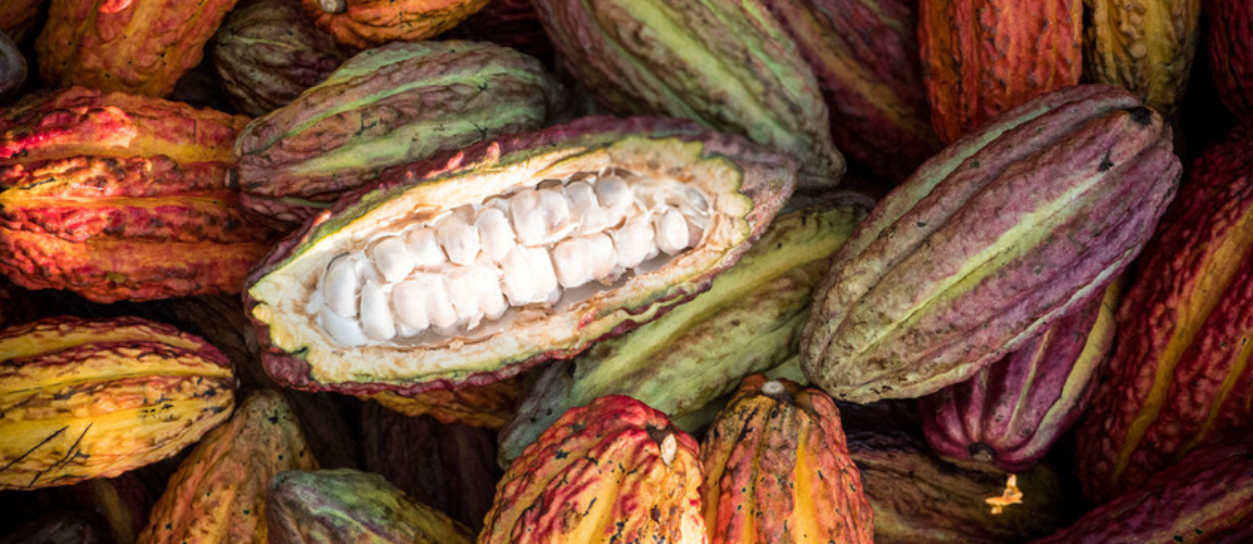 cocoa pods